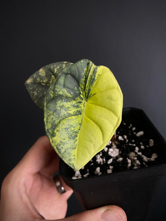 Alocasia Nebula aurea | 7 cm pot