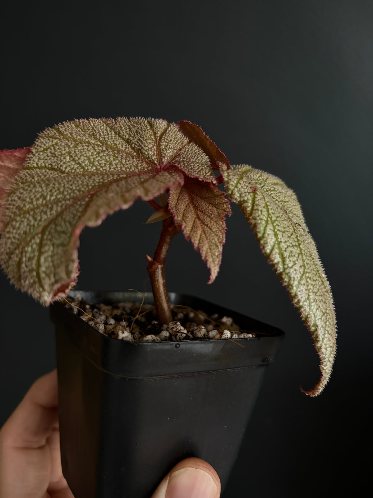 Begonia Sinbad | 6 cm pot [A]