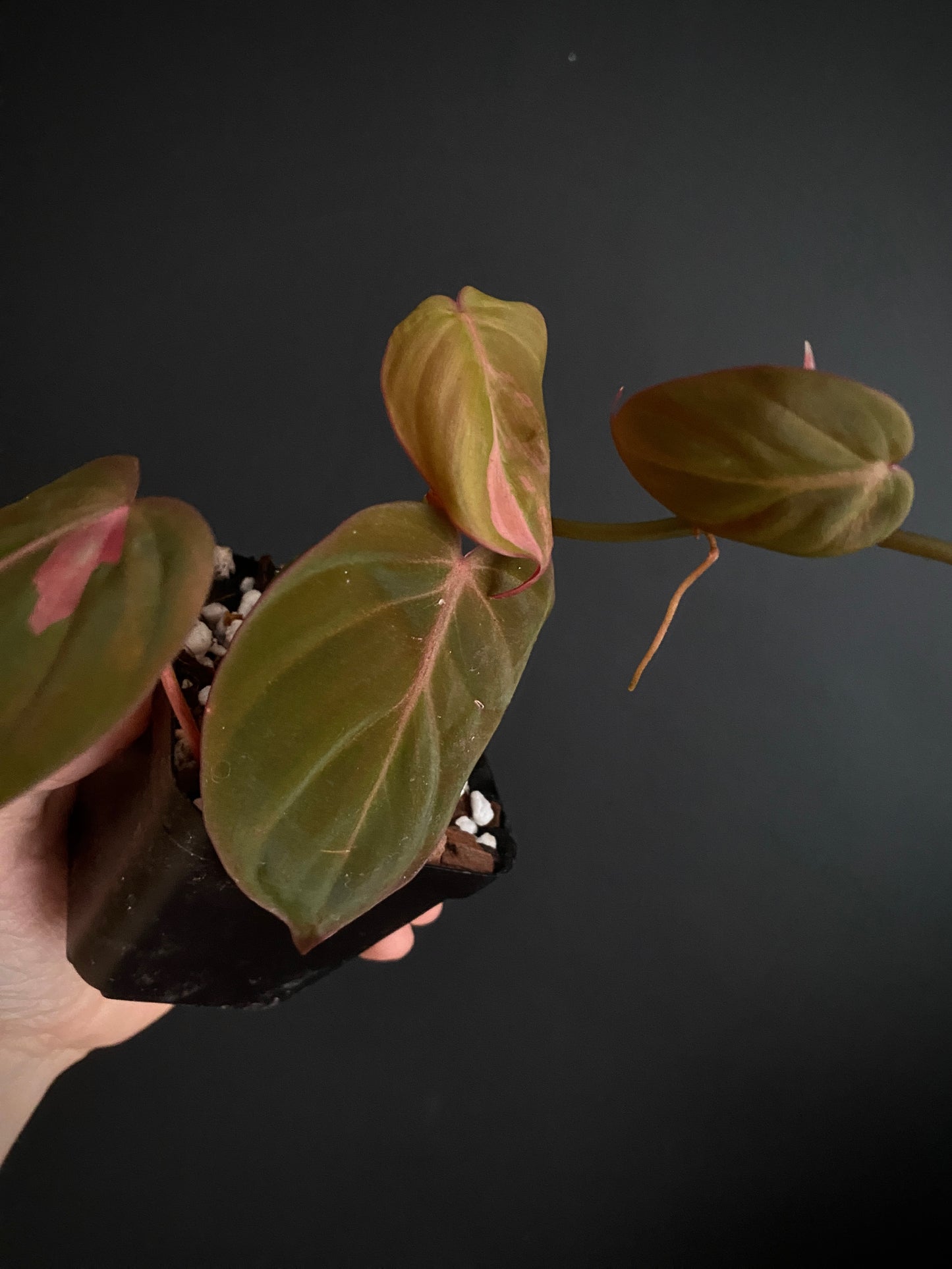 Philodendron Micans pink variegata (low var) | 7 cm pot