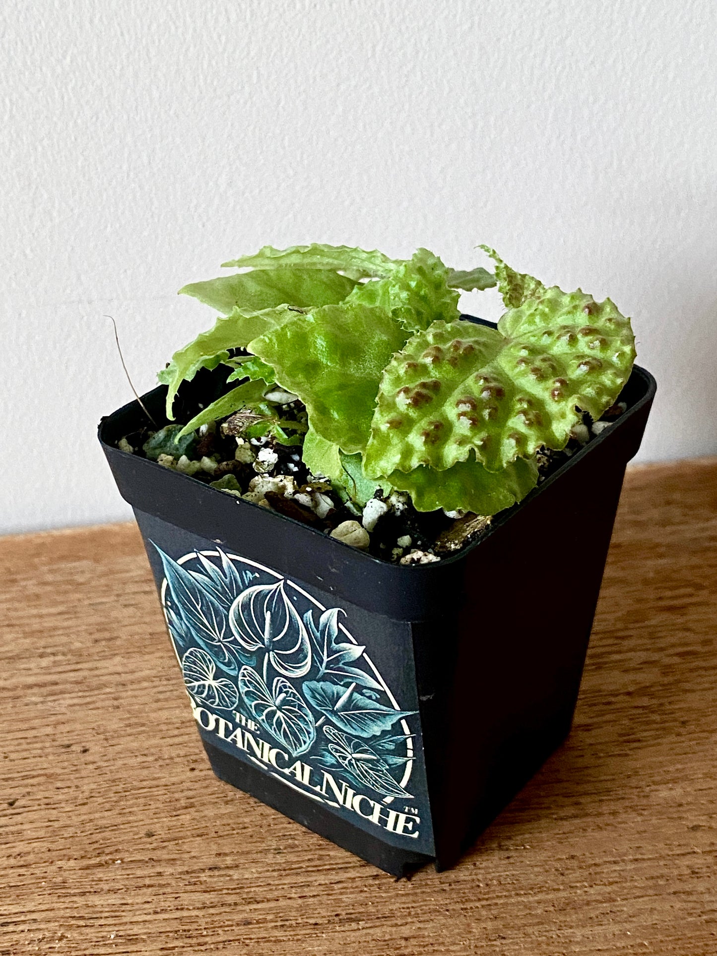 Begonia Dracopelta | 6 cm pot