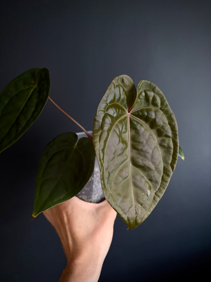 Anthurium DB Red Crystallinum X Luxurians | 9 cm pot