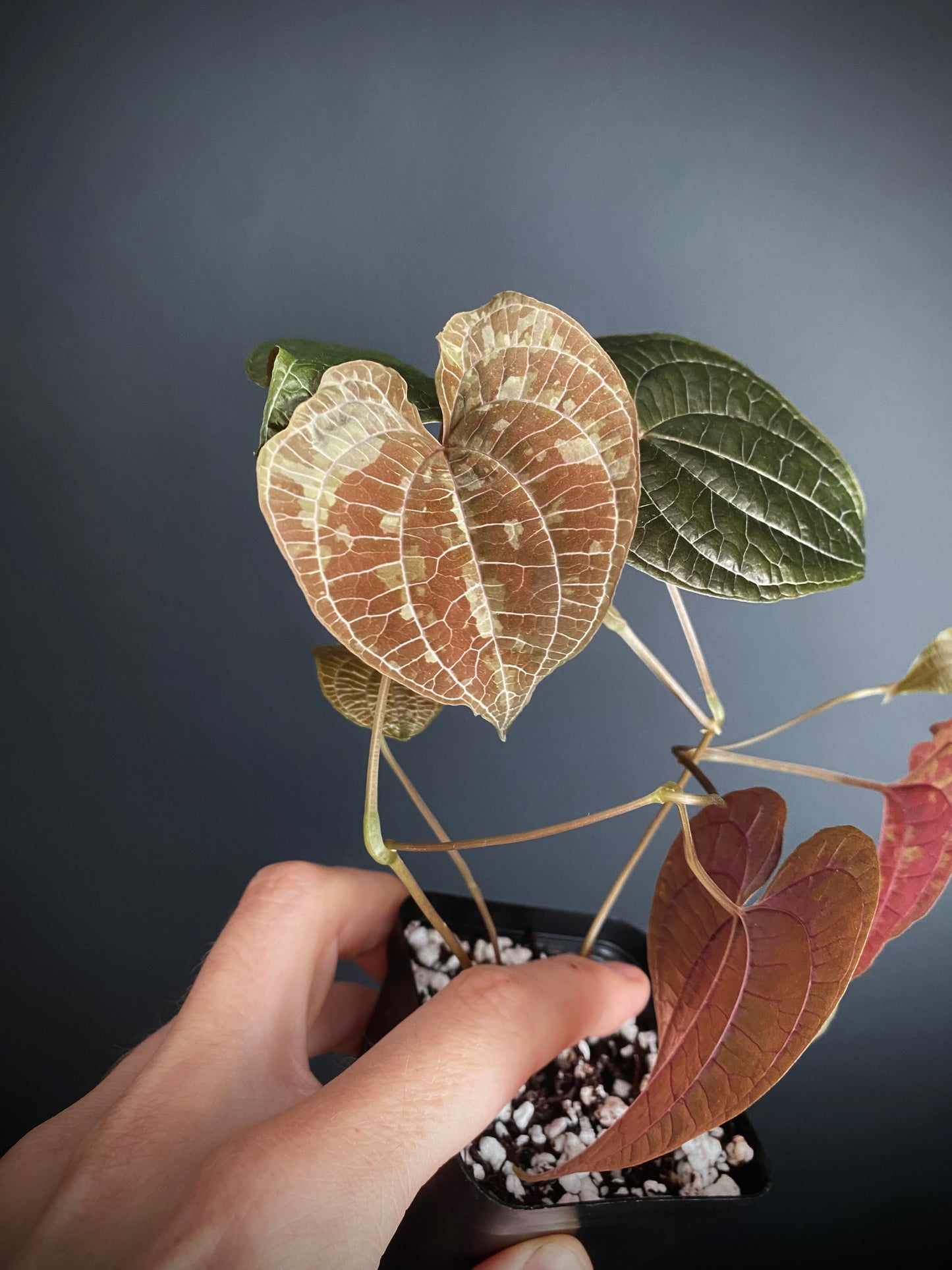 Dioscorea Discolor | 6 cm pot
