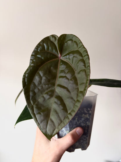 Anthurium DB Red Crystallinum X Luxurians | 9 cm pot