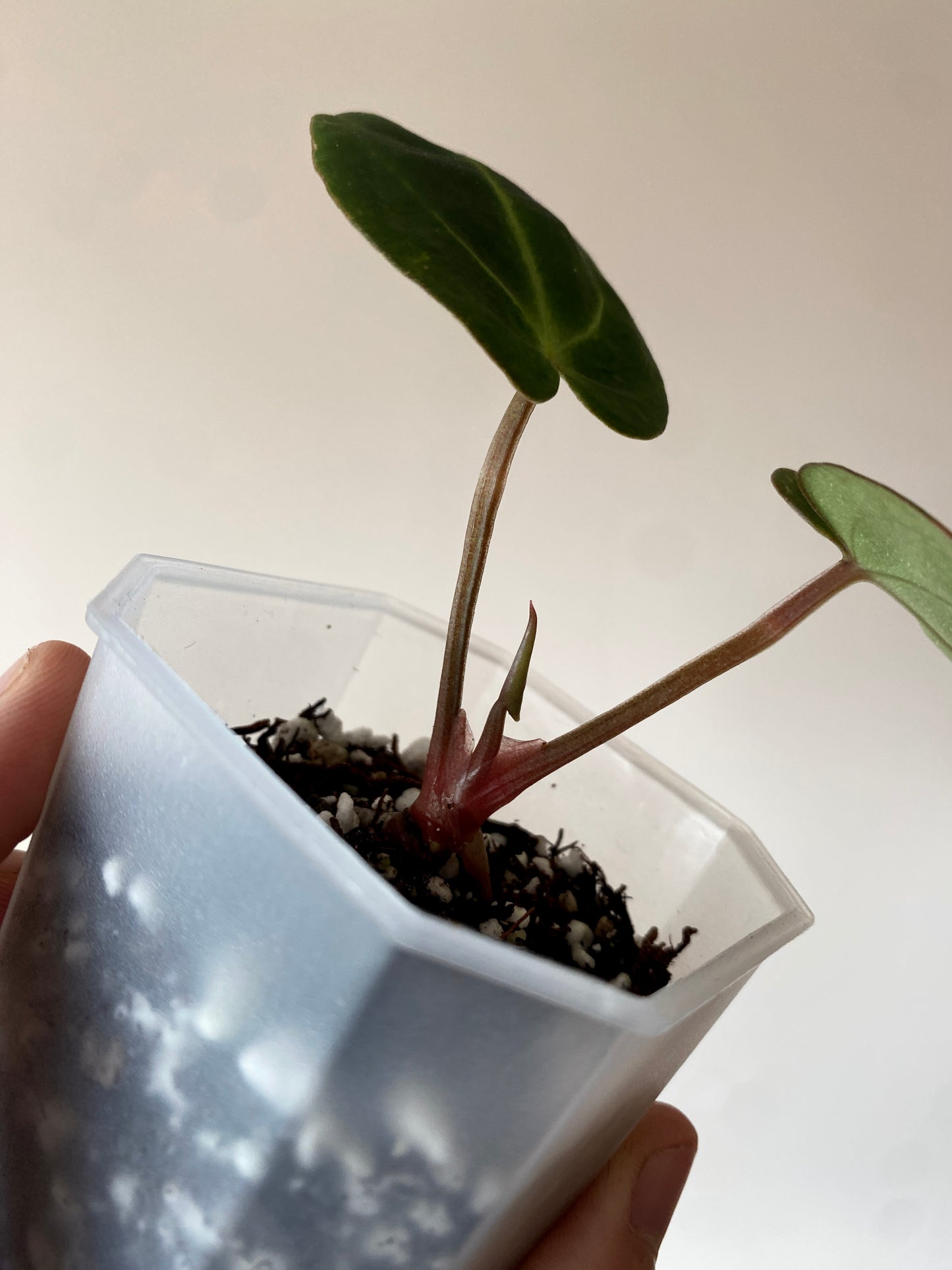 Anthurium Carlablackiae | 7 cm pot [B]