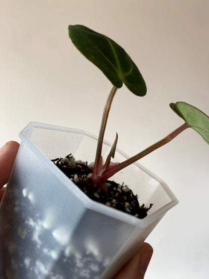 Anthurium Carlablackiae | 7 cm pot [B]