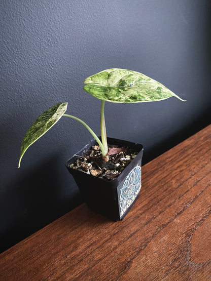 Alocasia Dragonscale Mint variegata | 6 cm pot [A]