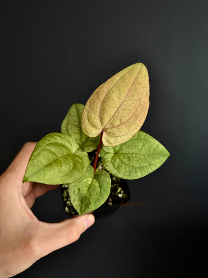 Anthurium Dark Phoenix mint variegated | 6 cm pot [A]