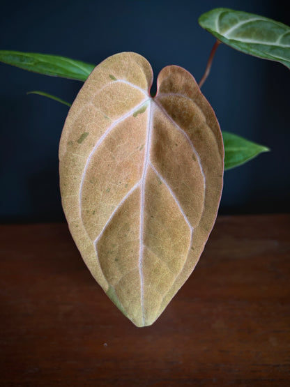 Anthurium Papillilaminum var A88 X AOS SKG (mint variegated) | 7 cm pot