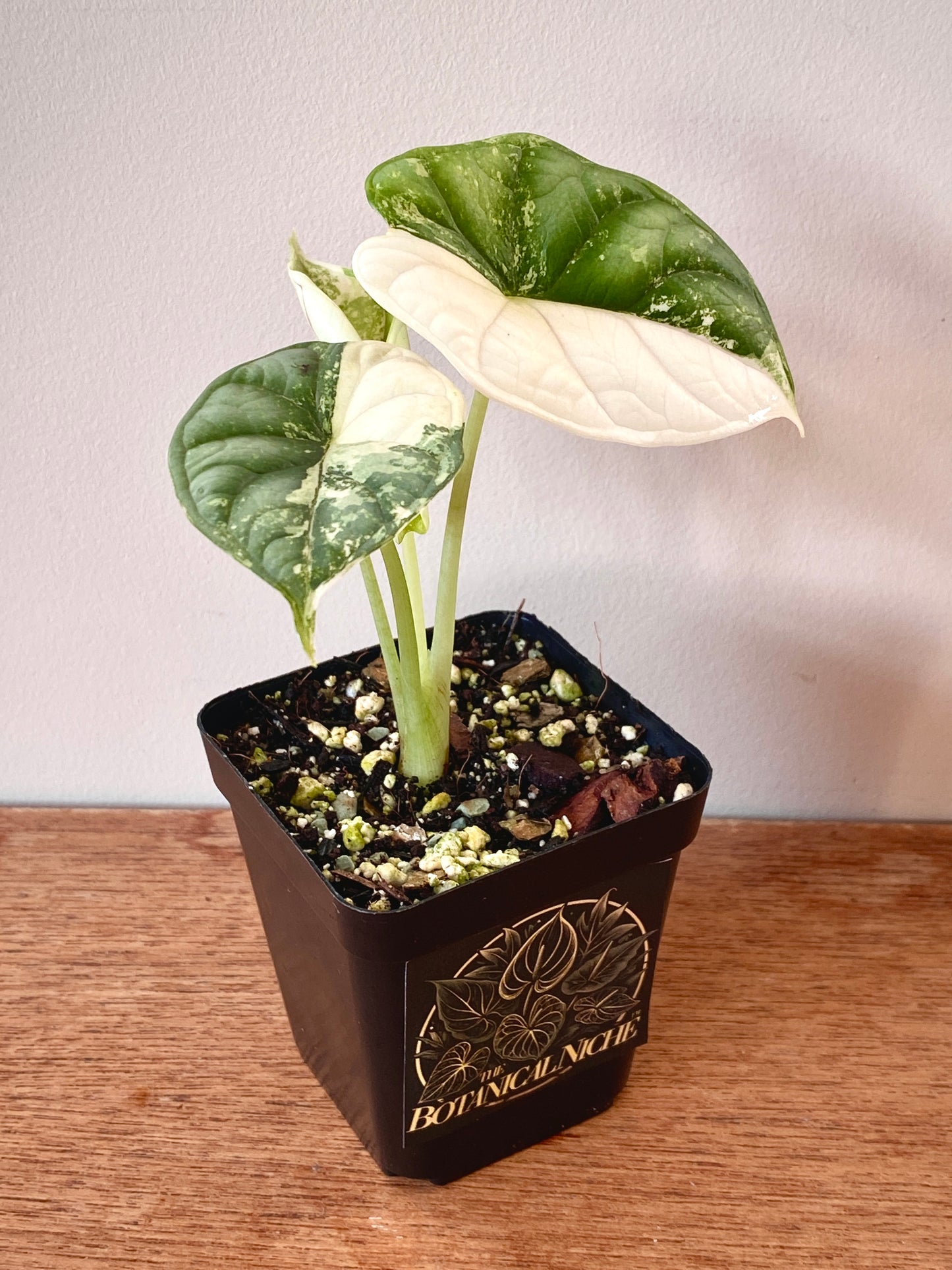 Alocasia Dragonscale Albo variegata | 7 cm pot (A)