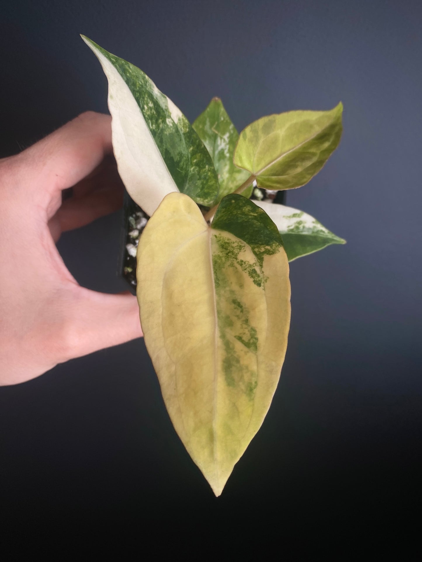 Anthurium Papillilaminum var X RVDP | 7 cm pot