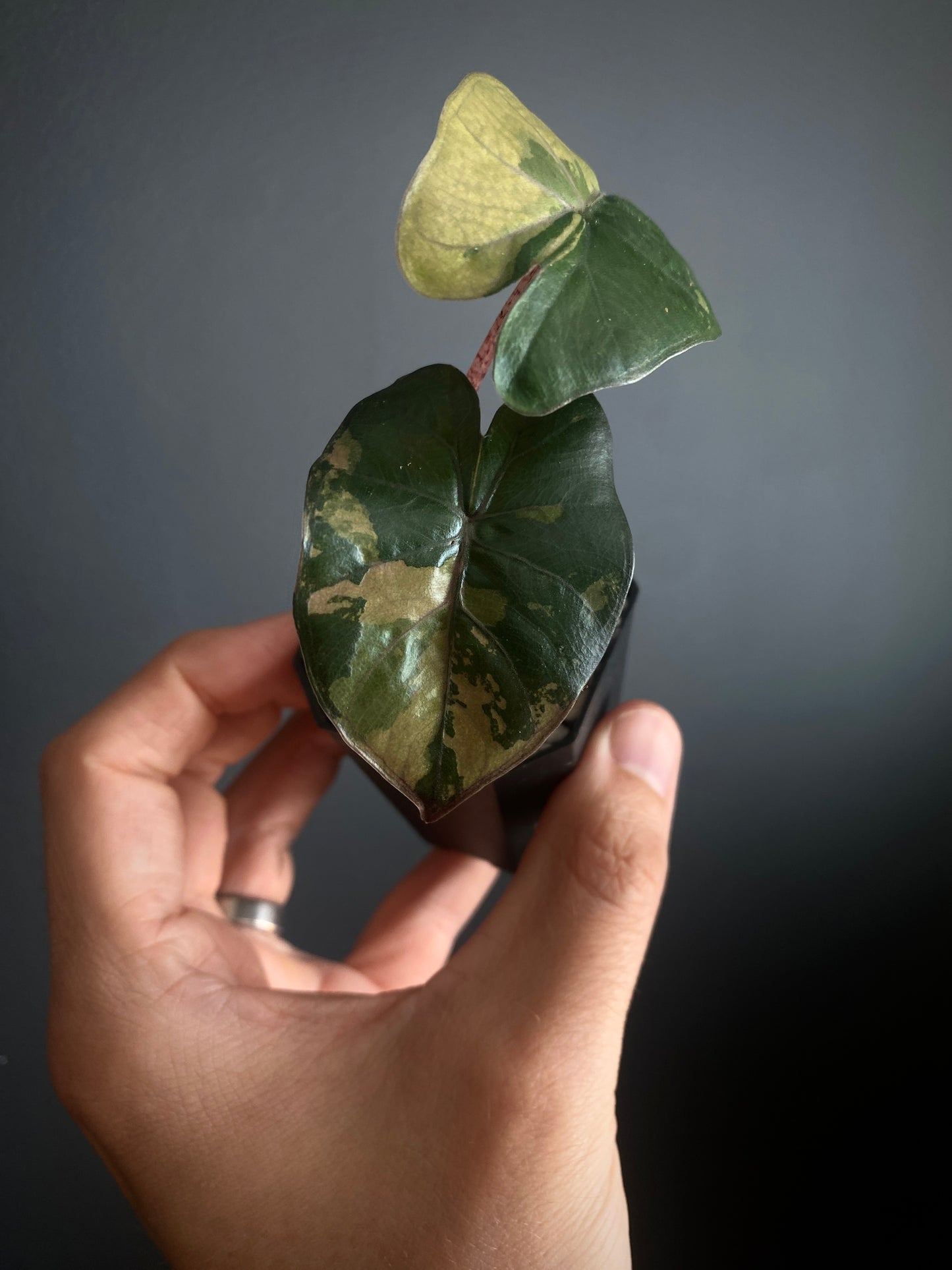 Alocasia Yucatan Princess variegated | 5 cm pot [B]