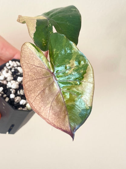 Alocasia Yucatan Princess variegated | 5 cm pot [C]