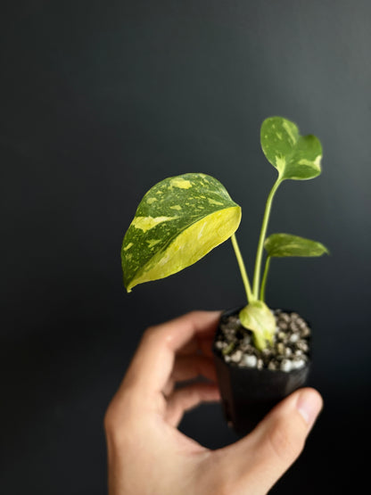 Monstera Deliciosa Electrolyte | 5 cm pot [B]