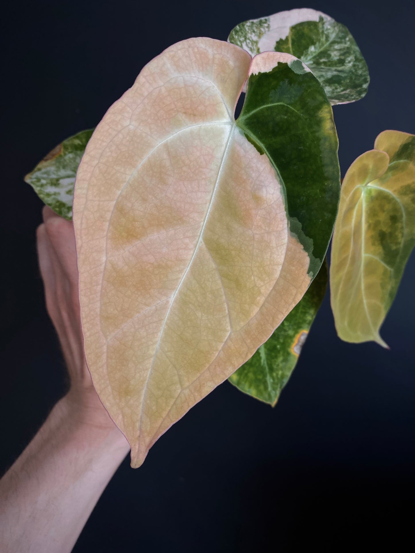 Anthurium PapCrystal var X Papillilaminum | 7 cm pot