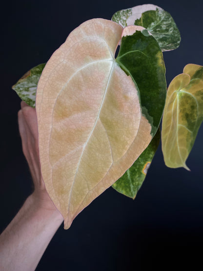 Anthurium PapCrystal var X Papillilaminum | 7 cm pot