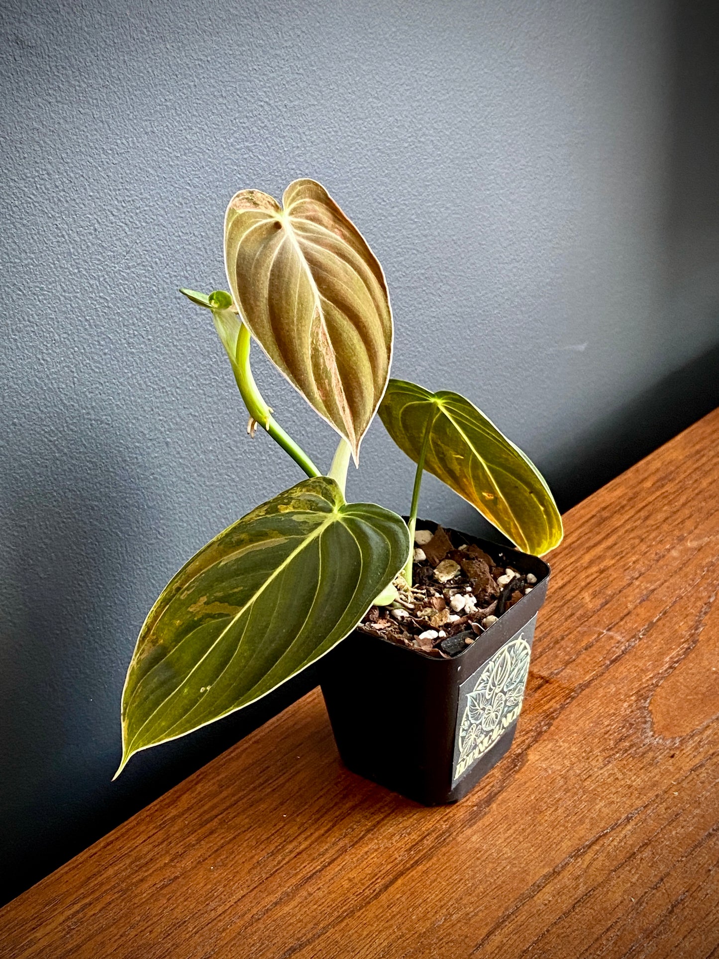 Philodendron Melanochrysum variegata | 7 cm pot (D)