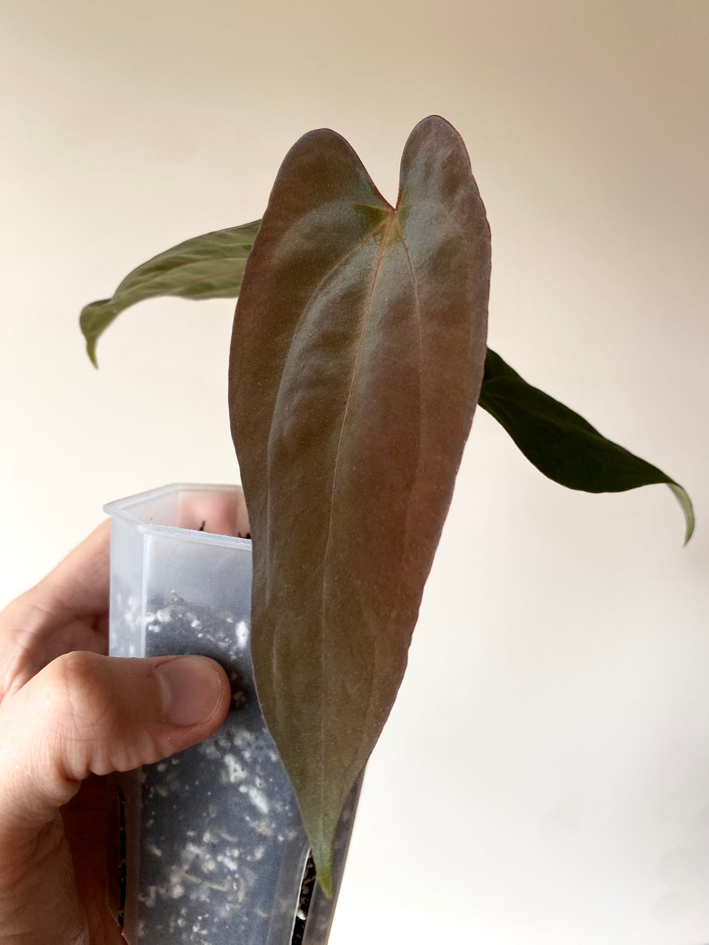 Anthurium Golden Eagle X BVEP (R.FxF) | 7 cm pot