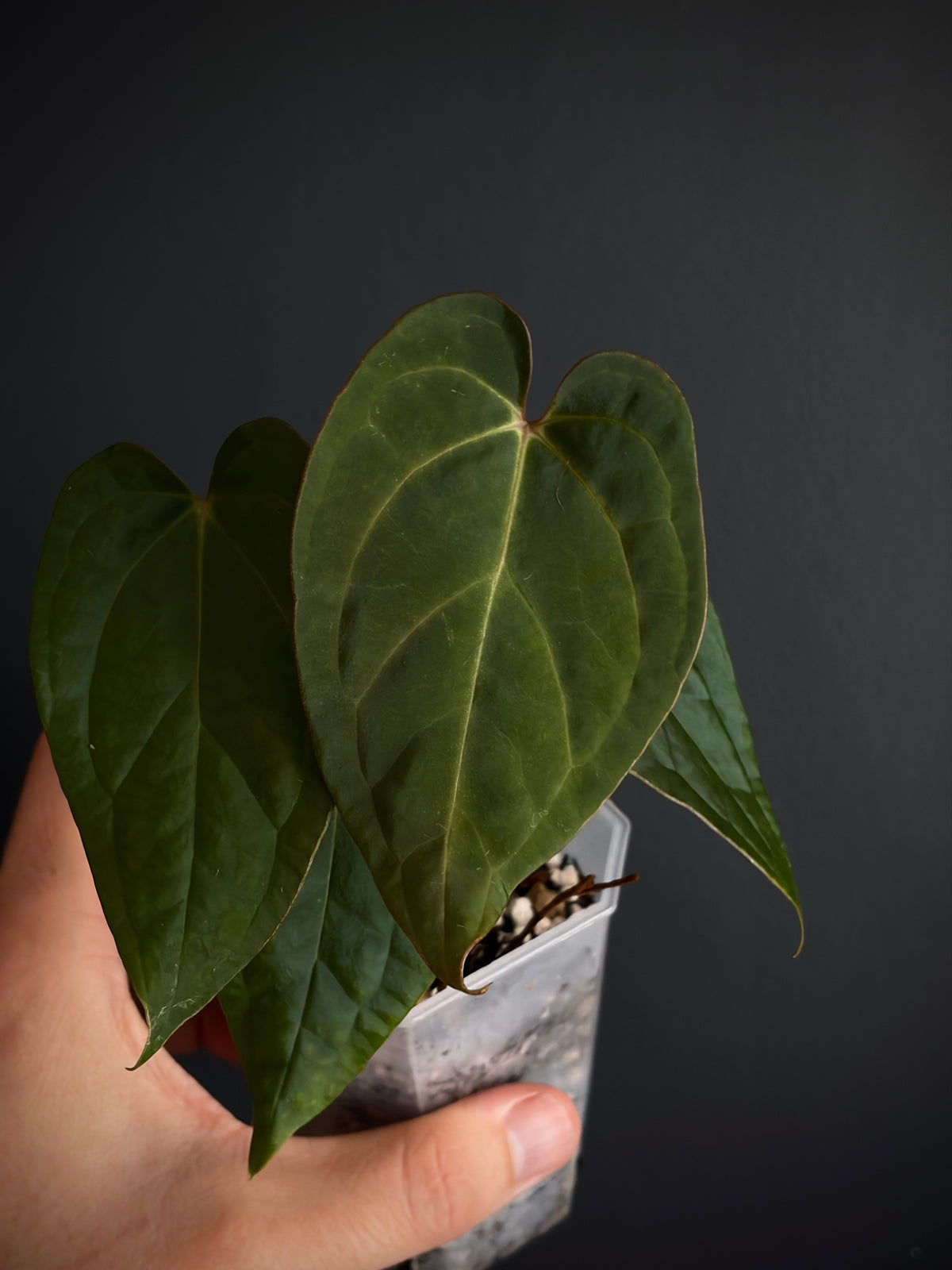 Anthurium King of Spades (KOS/HU) X RVDP | 7 cm pot