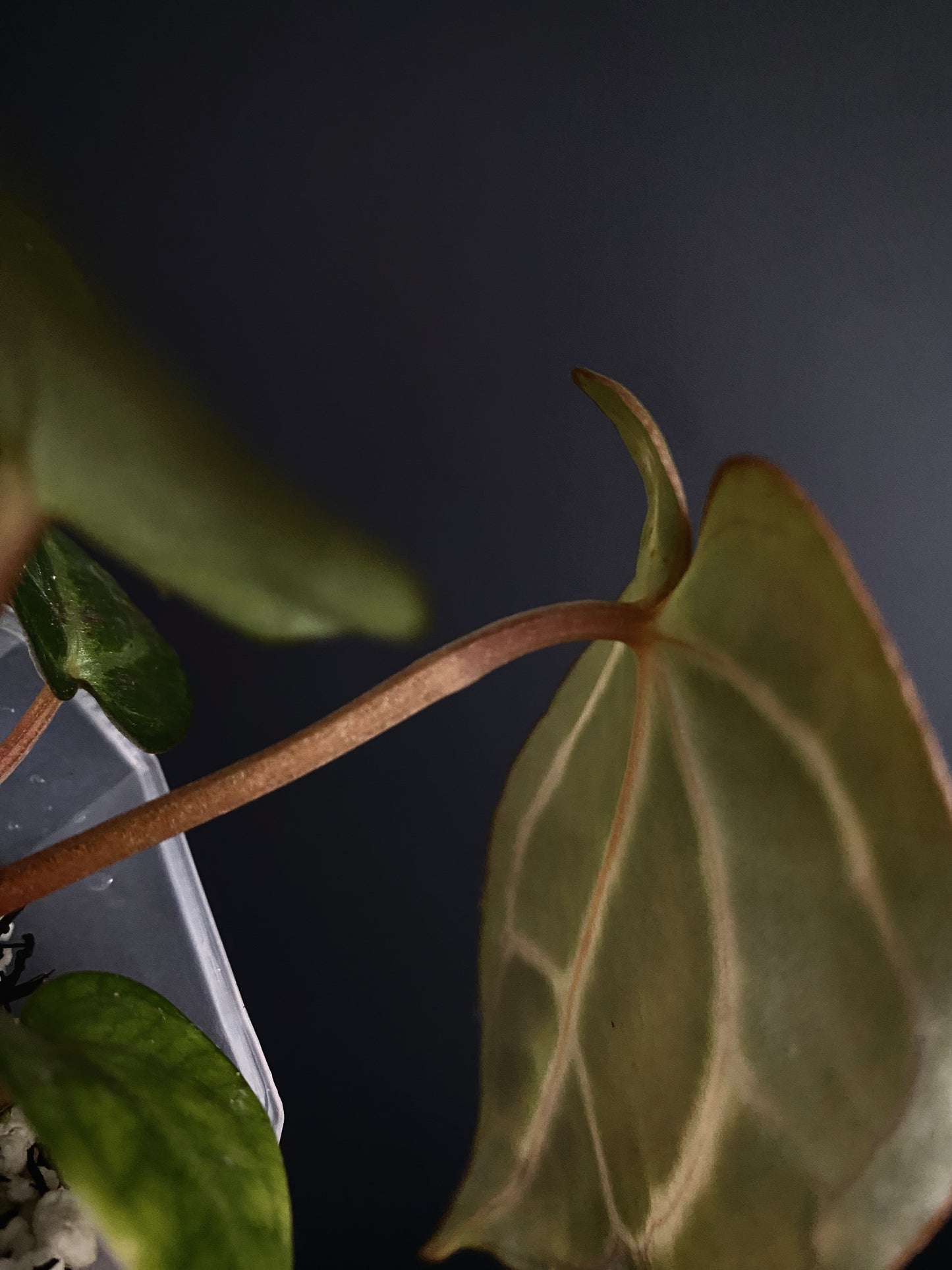 Anthurium Carlablackiae | 7 cm pot [C]