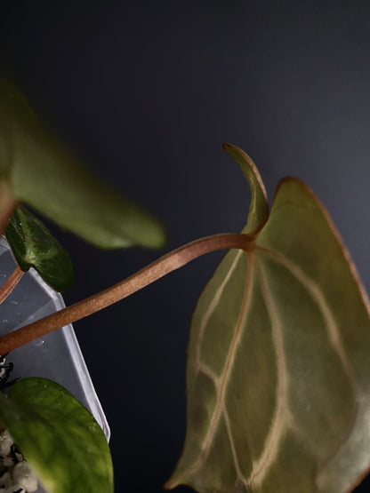 Anthurium Carlablackiae | 7 cm pot [C]