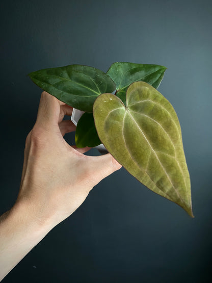 Anthurium Carlablackiae (OG5xRA4) X RVDP | 7 cm pot