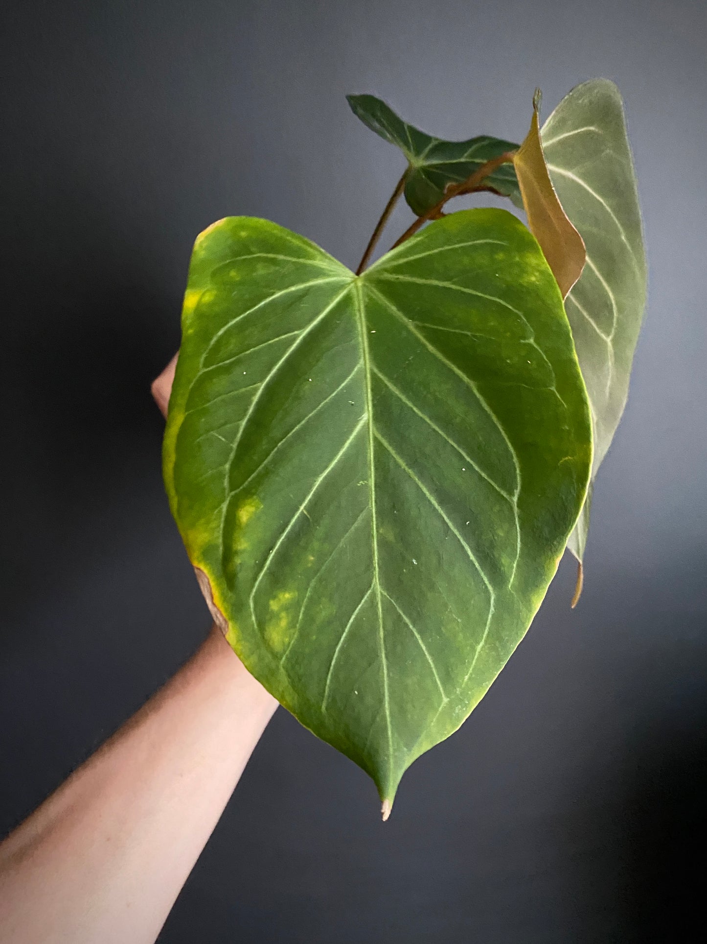 Anthurium King of Spades (KOS) X Blacksweet | 9 cm pot