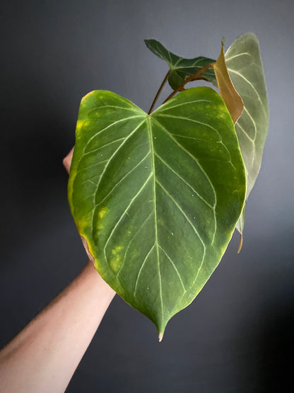 Anthurium King of Spades (KOS) X Blacksweet | 9 cm pot