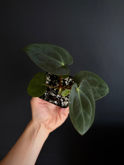 Anthurium (Guna Yala x Carlablackiae) X Carlablackiae RA10 S1 | 6 cm pot [B]