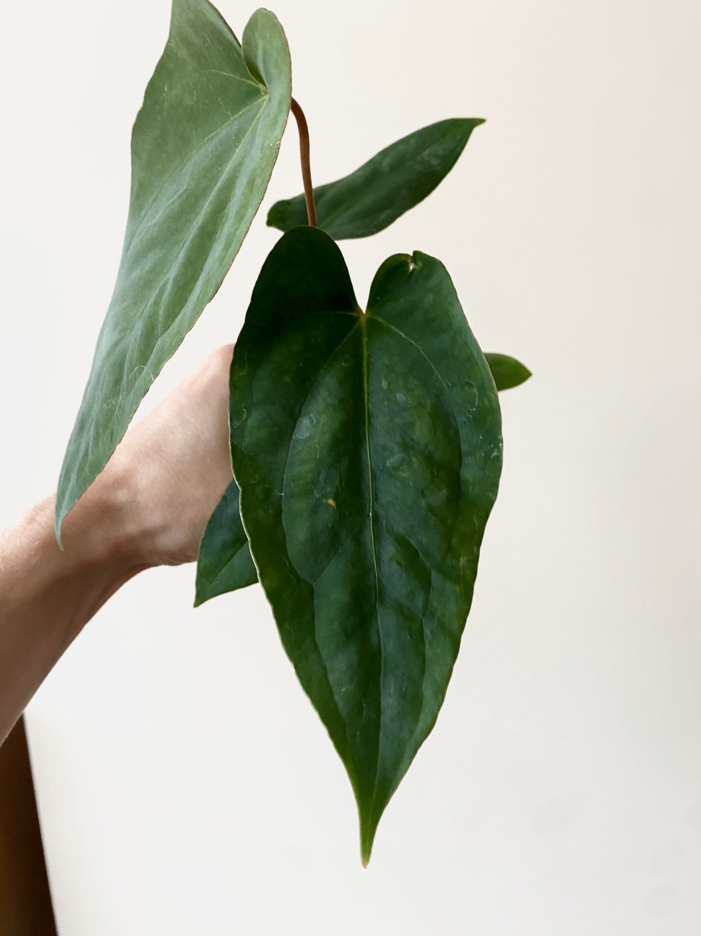 Anthurium Golden Eagle X BVEP (R.FxF) | 7 cm pot [B]