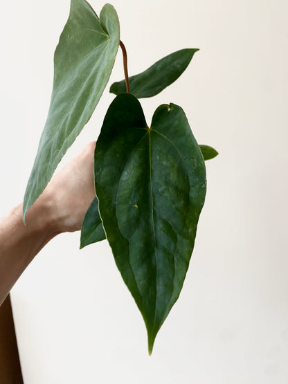 Anthurium Golden Eagle X BVEP (R.FxF) | 7 cm pot [B]