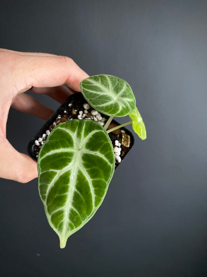 Alocasia Ninja | 7 cm pot