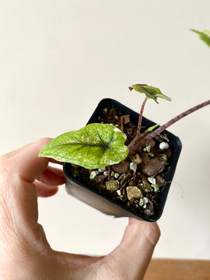 Alocasia Tandurusa 'Jacklyn' Aurea variegated | 6 cm pot