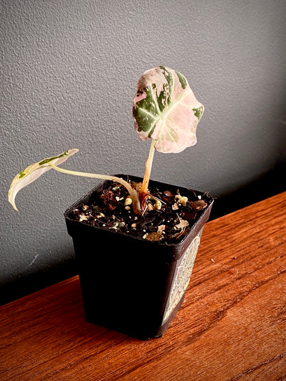Alocasia Black Velvet Pink variegata | 7 cm pot (B)