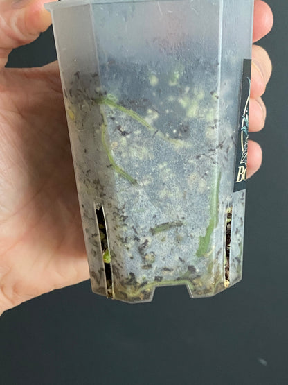 Anthurium Boogie (Muchilis x X-one) F1 | 7 cm pot