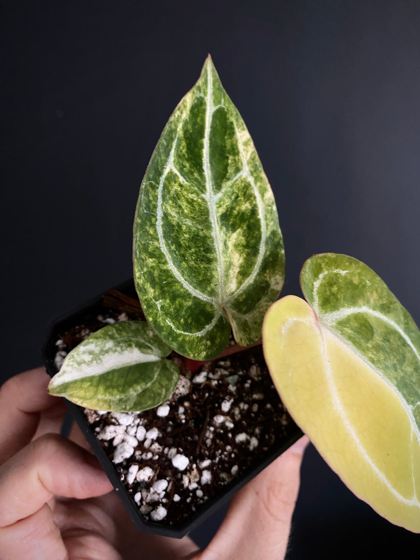 Anthurium Pap.Crystal var X Tezula Red Crystallinum | 7 cm pot [B]