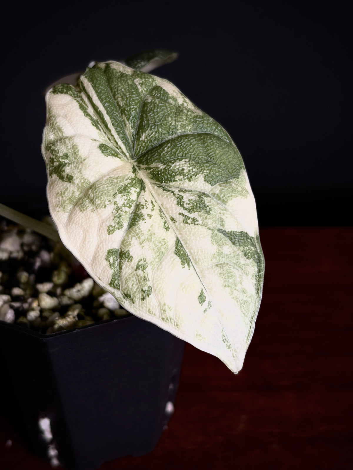 Alocasia Melo Albo variegata | 5 cm pot