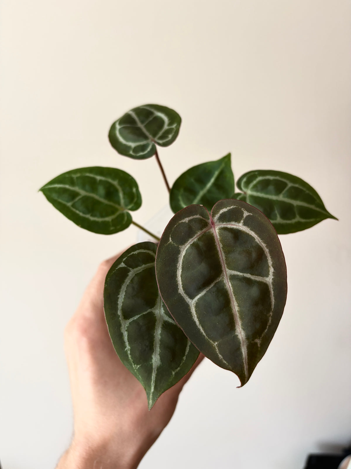 Anthurium Red Crystallinum | 7 cm pot