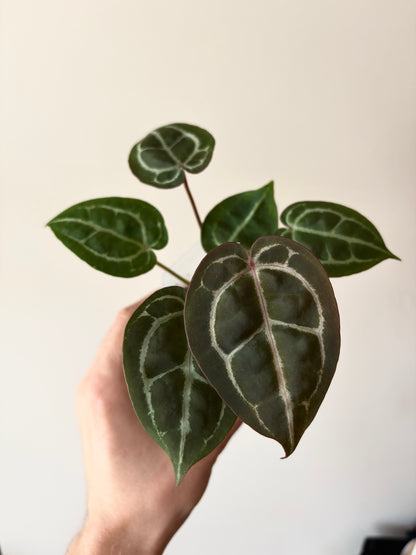 Anthurium Red Crystallinum | 7 cm pot
