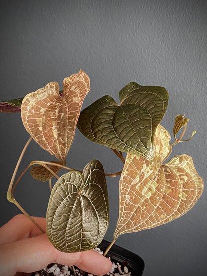 Dioscorea Discolor | 6 cm pot