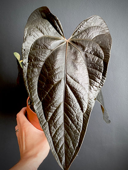 Anthurium Queen of Hearts | 12 cm pot (A)