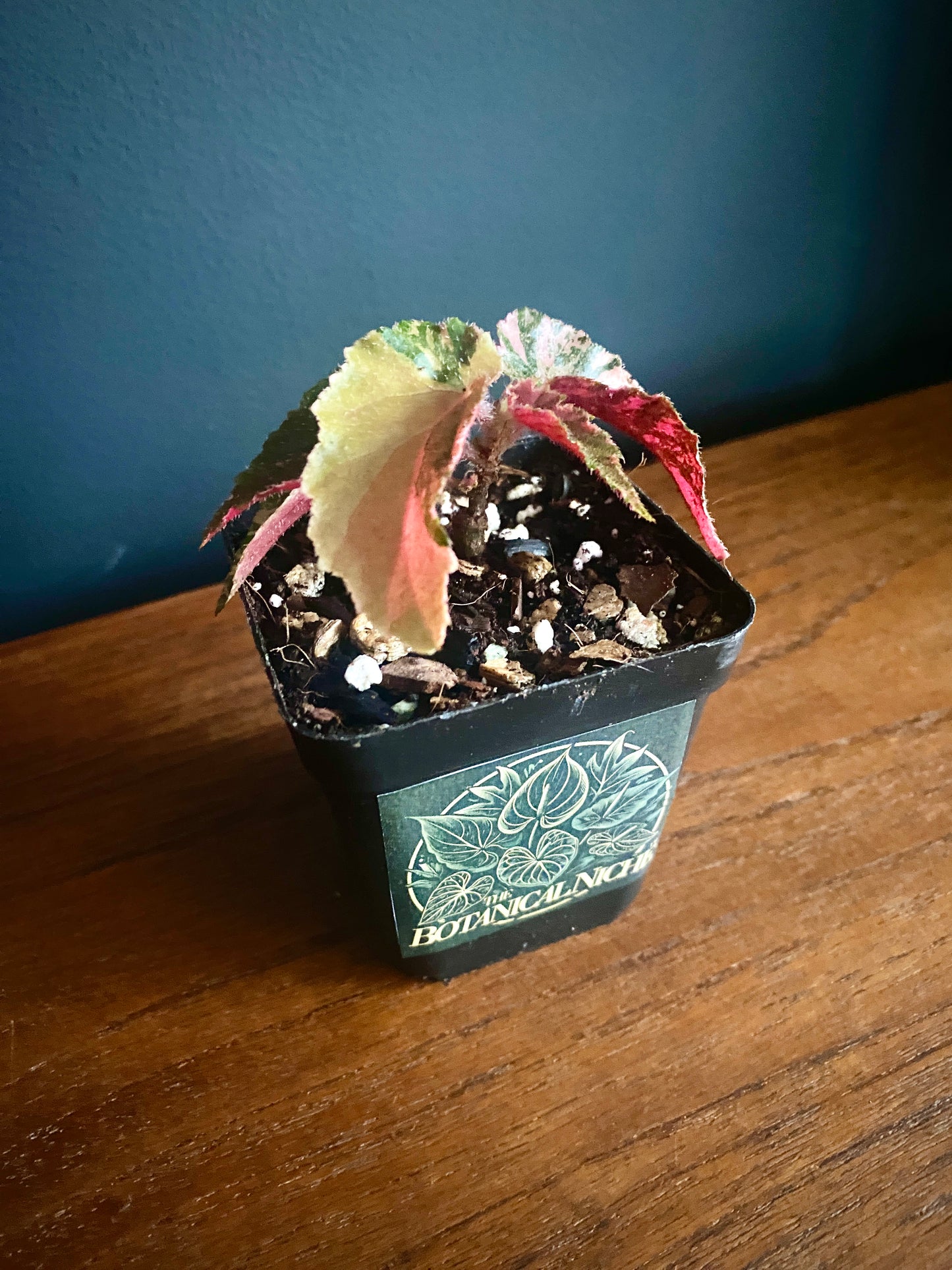 Begonia Ginny Galaxy Pink variegated | 7 cm pot