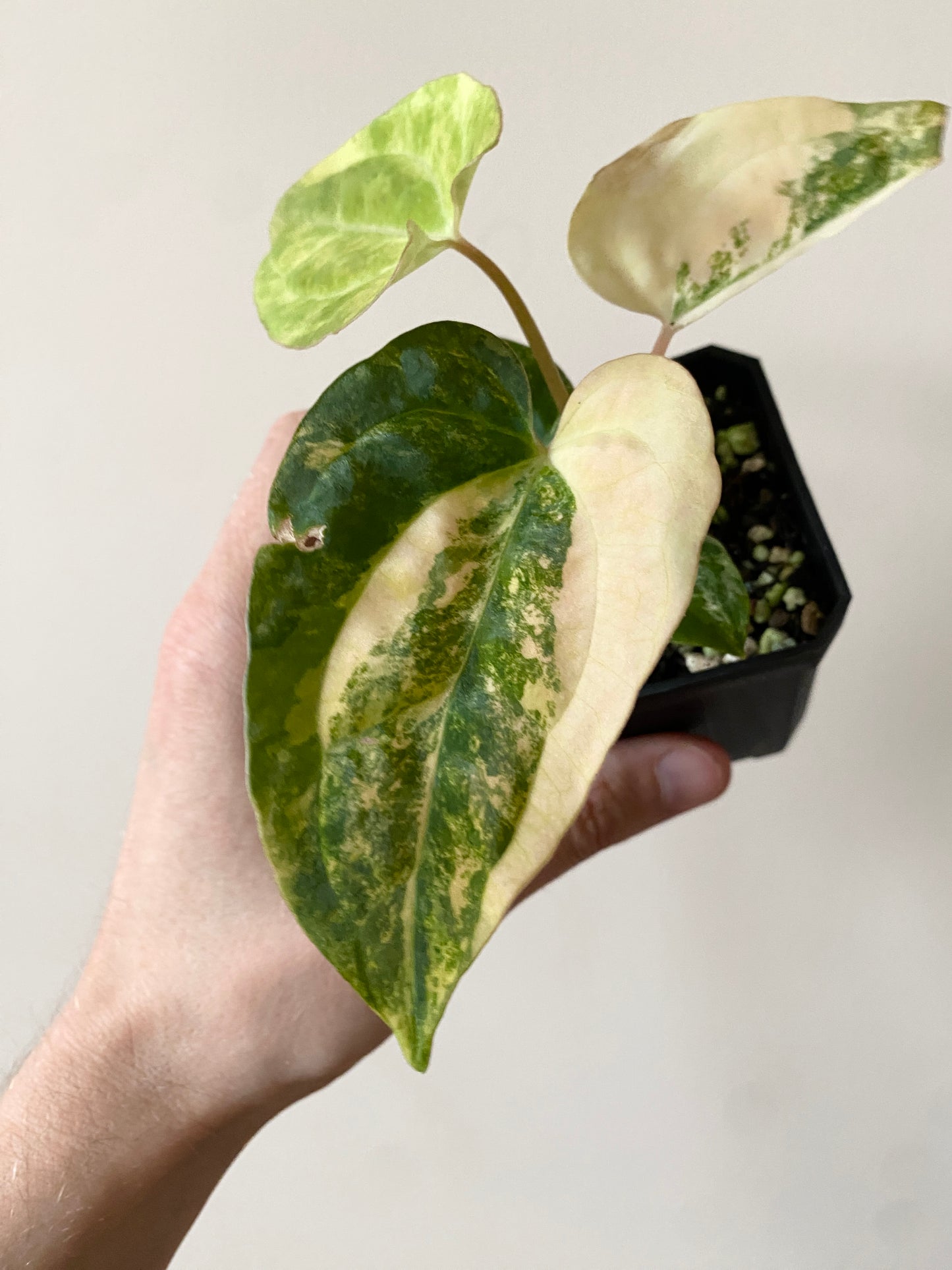 Anthurium Pap var X Ralph Lynam OG | 7 cm pot