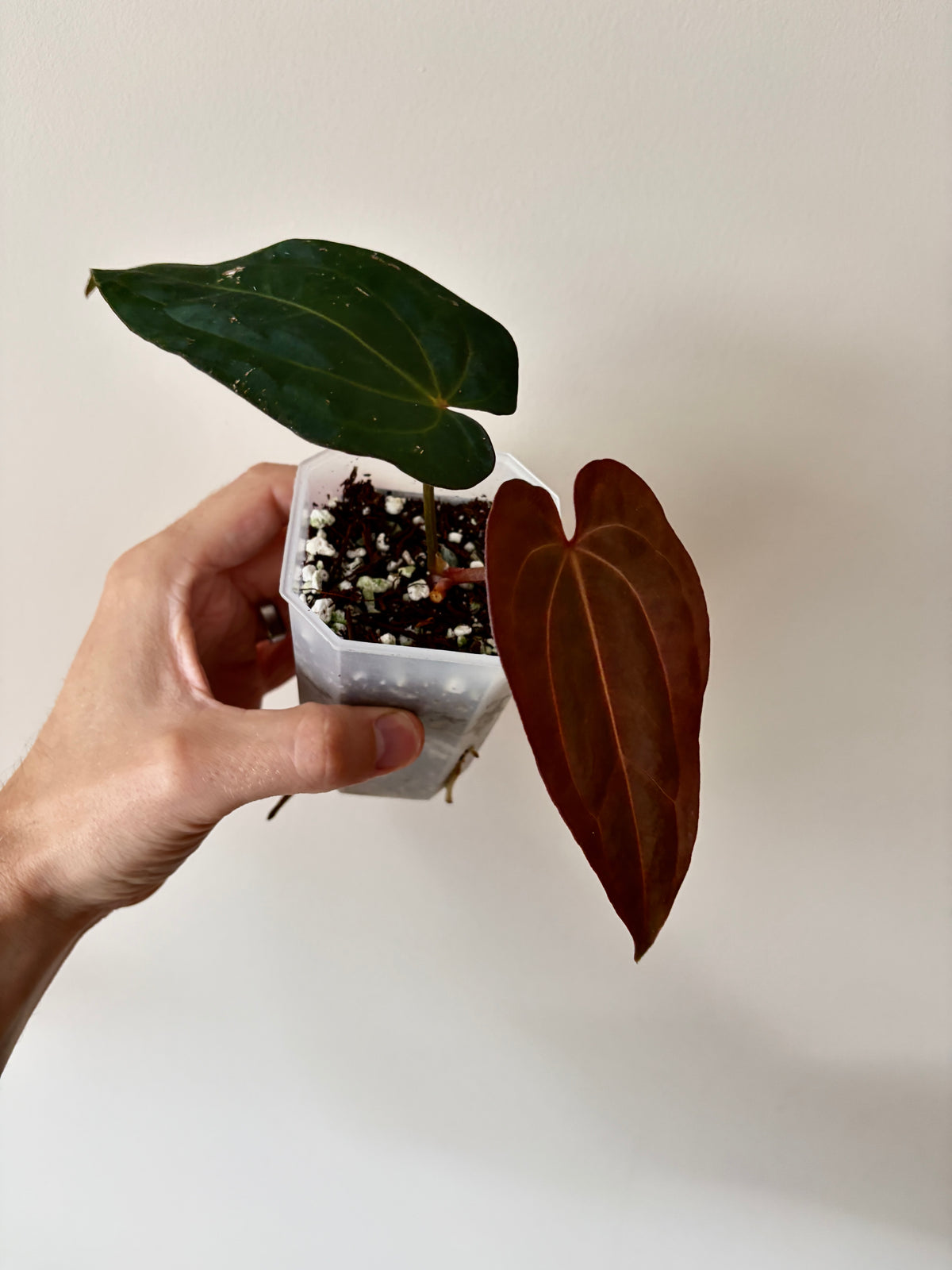 Anthurium (DressCarla x BVEP) X (Carlablackiae x Papillilaminum) | 7 cm pot [A]