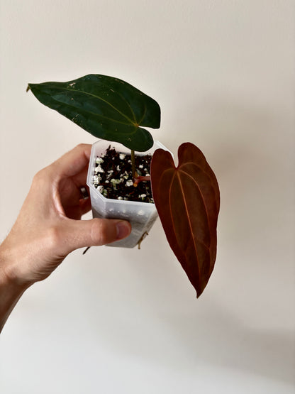 Anthurium (DressCarla x BVEP) X (Carlablackiae x Papillilaminum) | 7 cm pot [A]