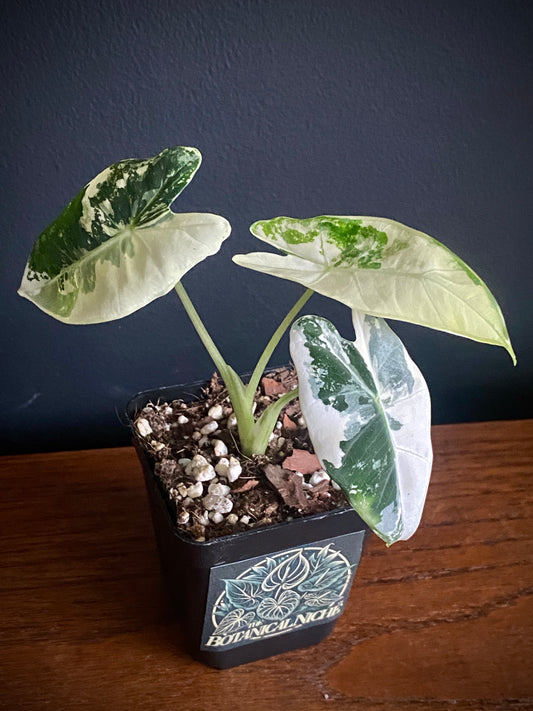 Alocasia Frydek Albo variegated | 7 cm pot