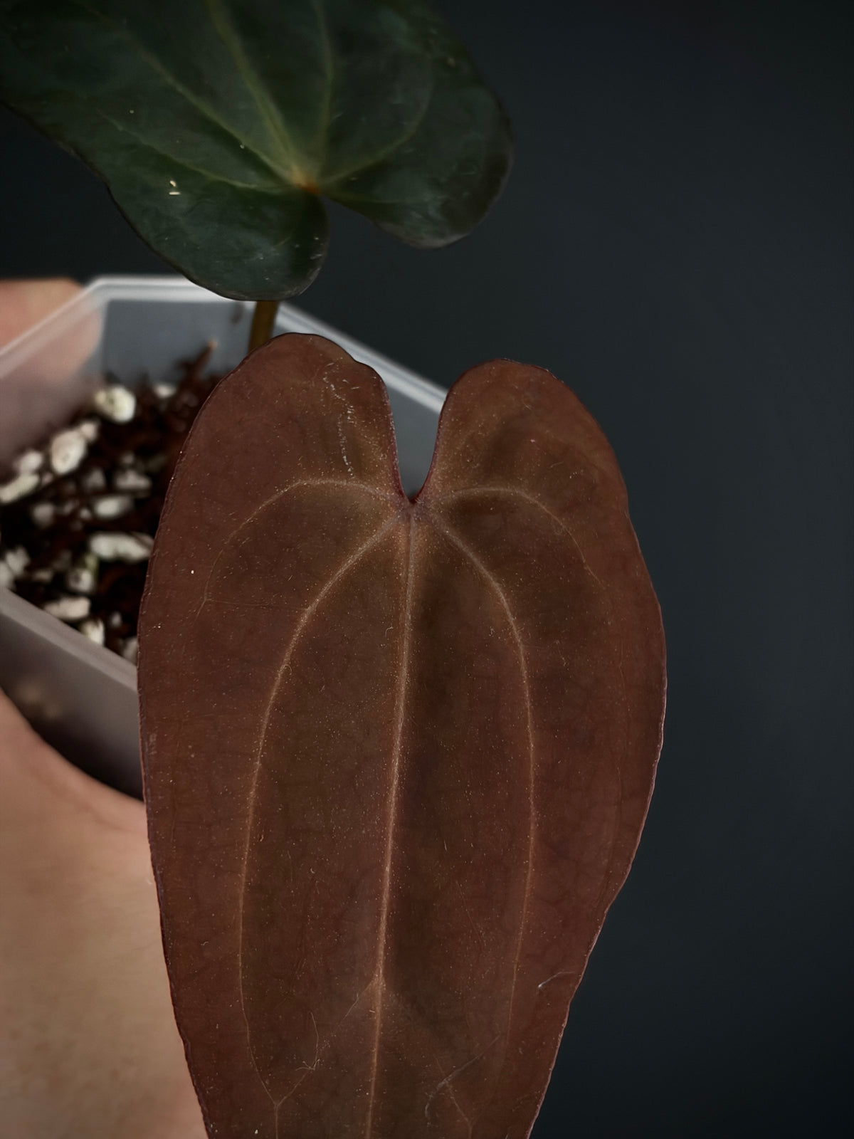 Anthurium (DressCarla x BVEP) X (Carlablackiae x Papillilaminum) | 7 cm pot [A]