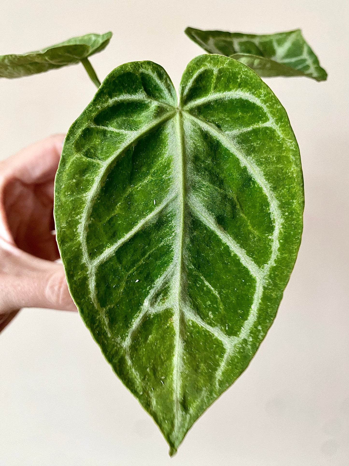 Anthurium Dorayaki X Silver Blush mint | 7 cm pot