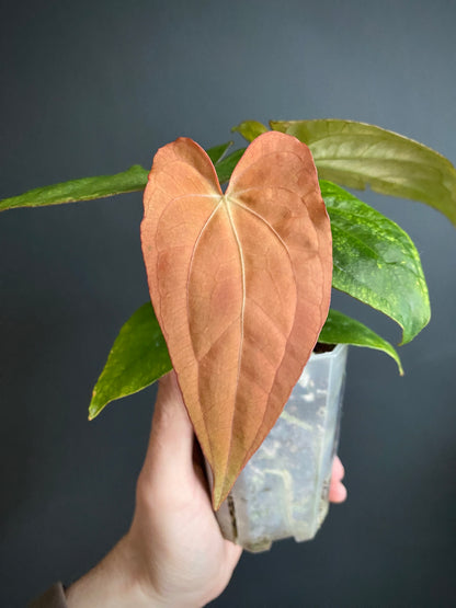 Anthurium RVDP (self) mint variegated | 7 cm pot