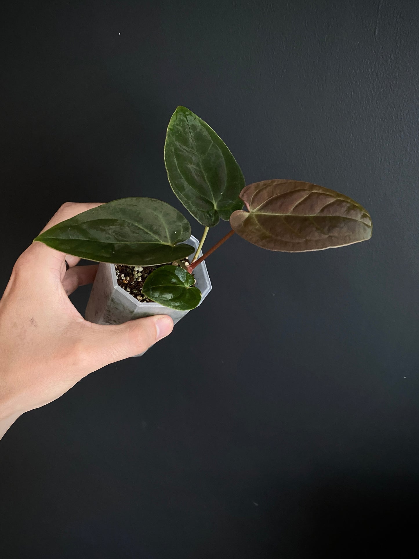 Anthurium Papillilaminum Legend x self | 7 cm pot [A]