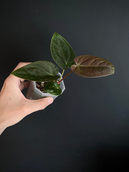 Anthurium Papillilaminum Legend x self | 7 cm pot [A]